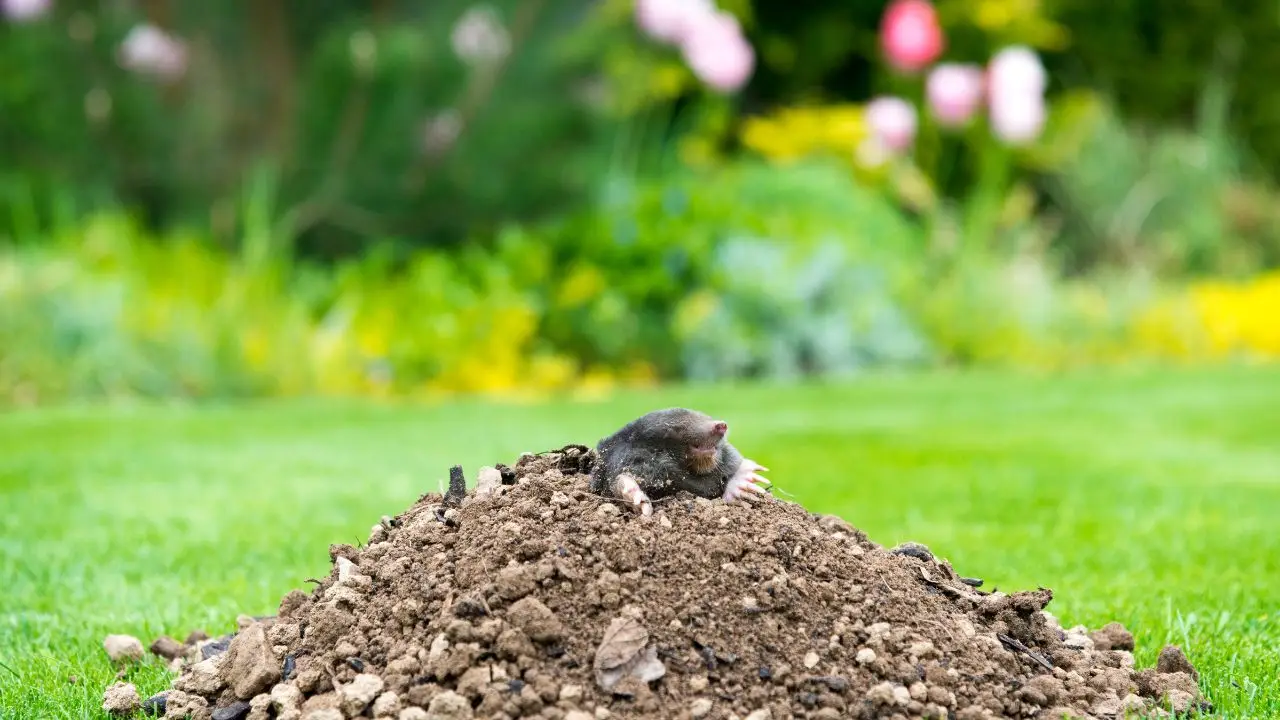 Piante che allontanano le talpe dal terreno