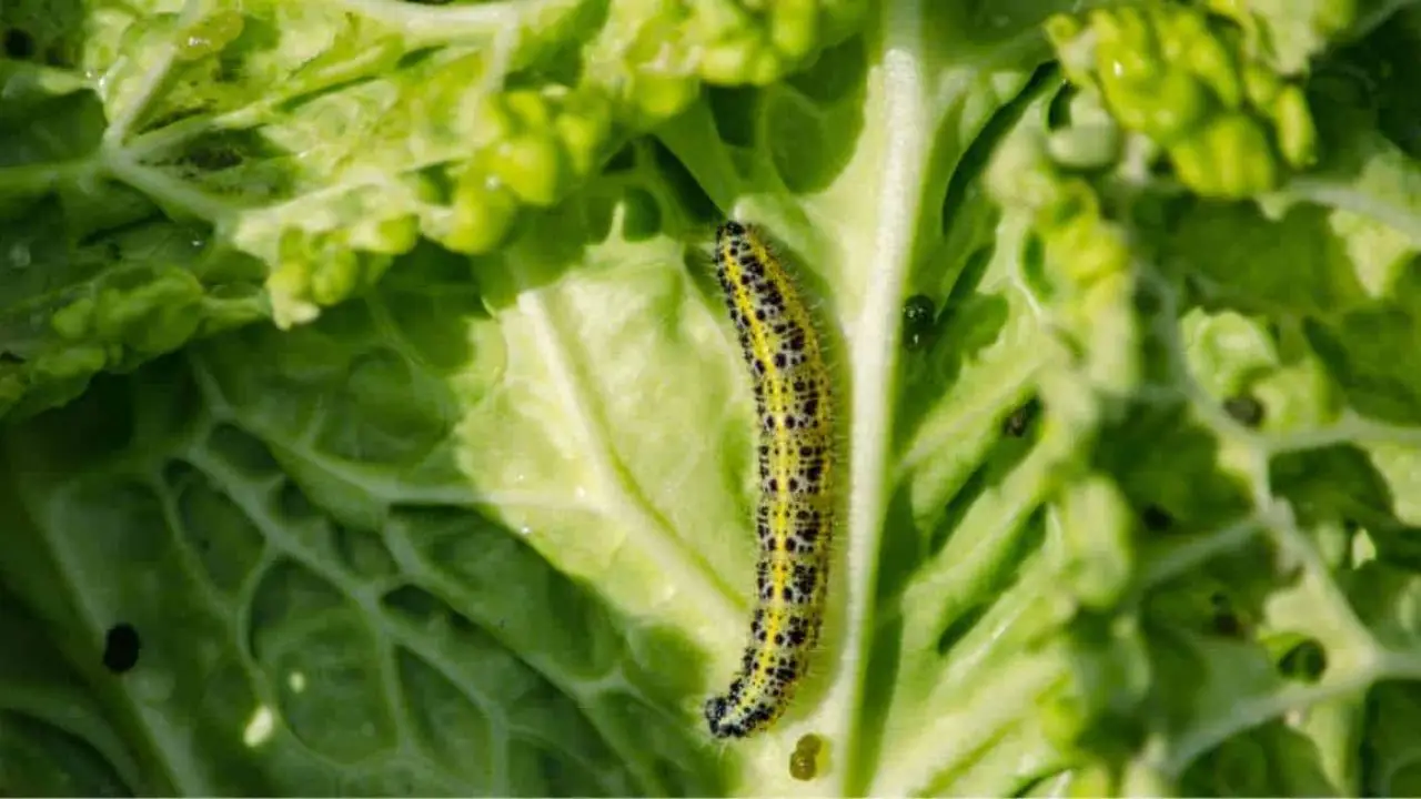 Come eliminare i bruchi dalle piante