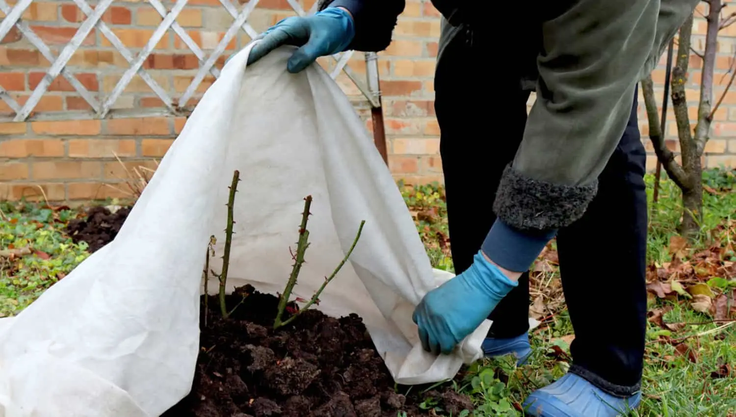 Come proteggere le radici dal freddo