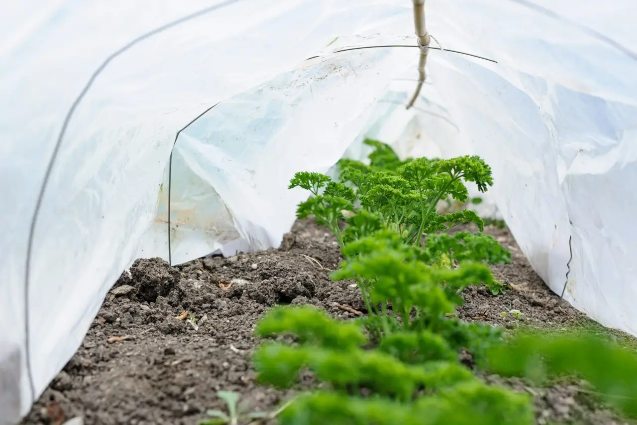 Come proteggere le piante dai temporali